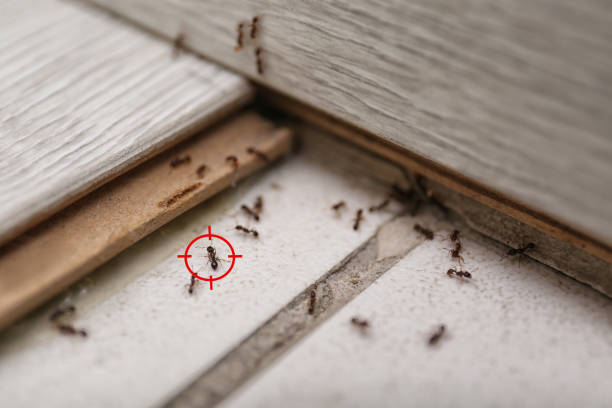 Best Pest Prevention Services  in Newellton, LA