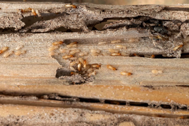 Pest Prevention Services in Newellton, LA